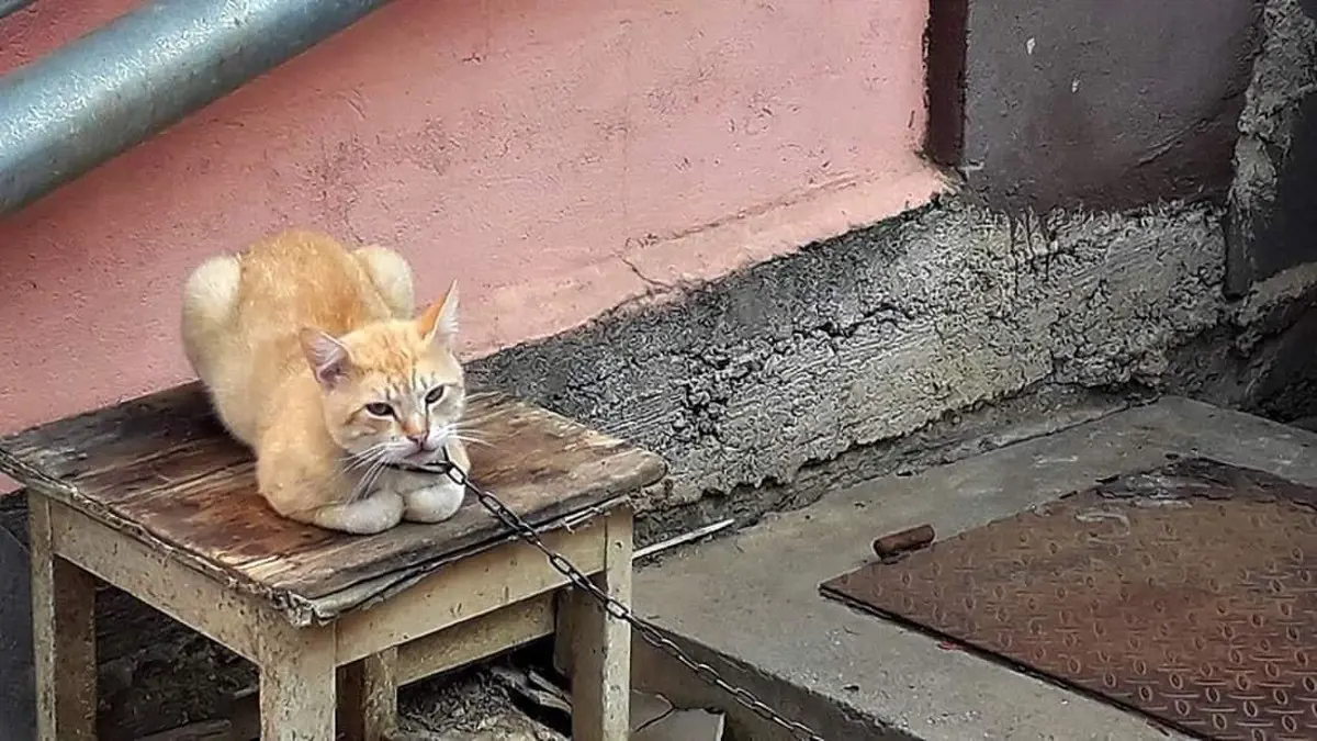 Láncra vert cicát mentettek meg baranyai állatvédők