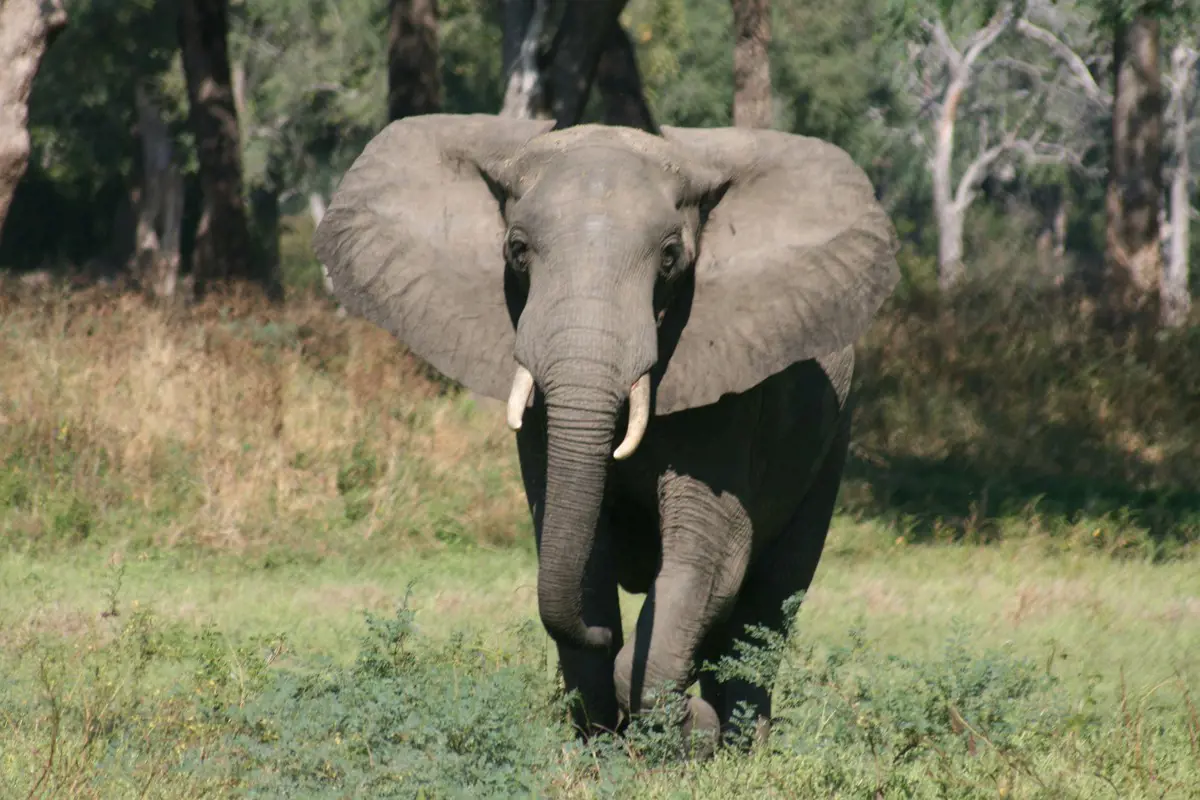 Védett erdőben mérgezhették meg az elefántokat