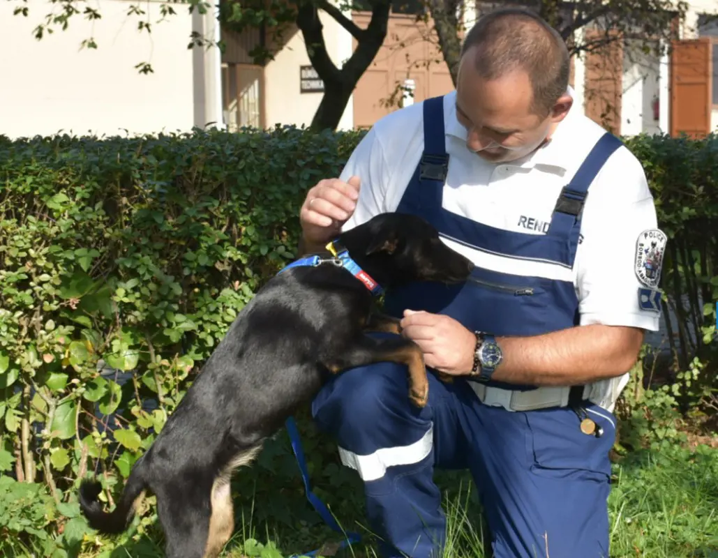 Megmentették, majd a rendőr örökbe fogadta a motor után kötött kutyát