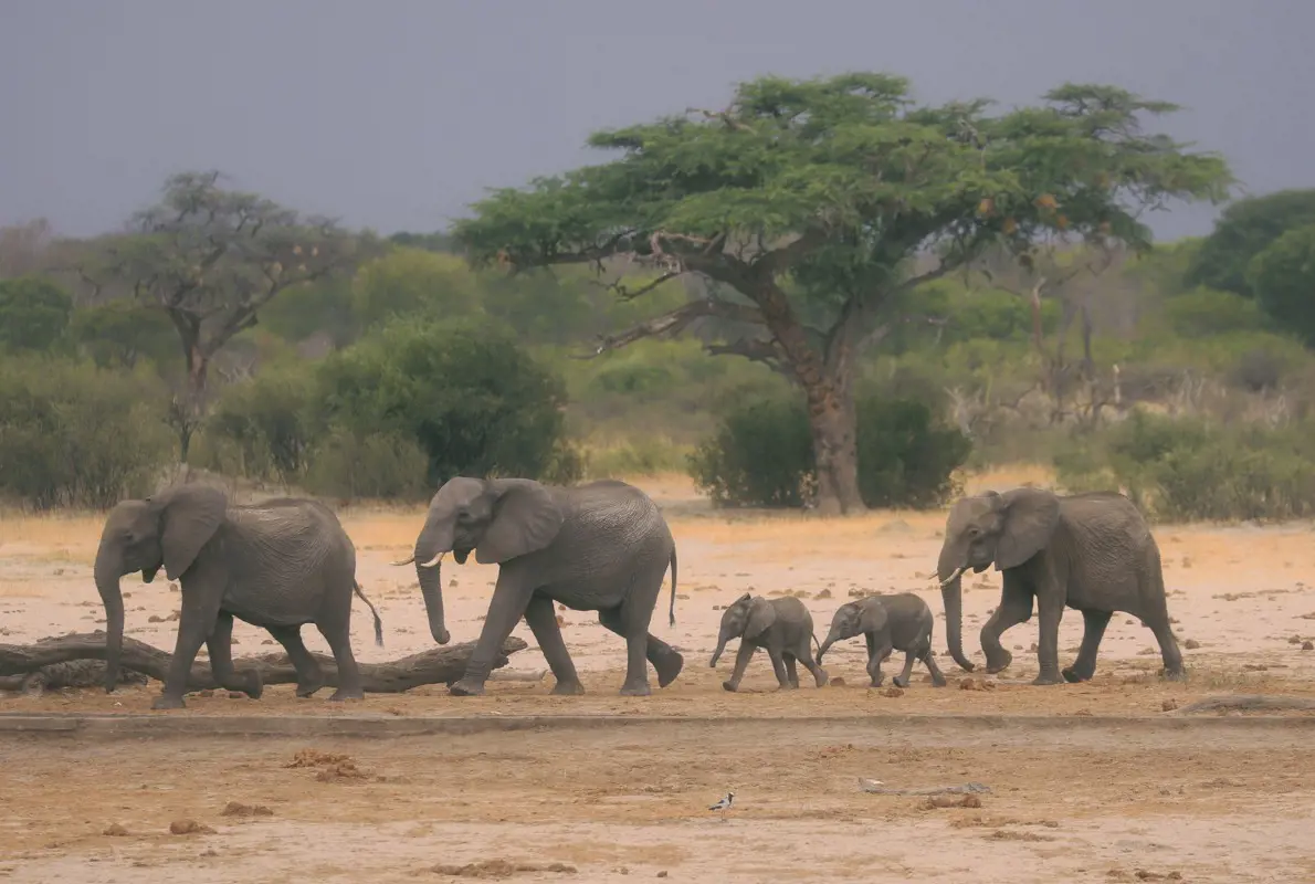 Vérzéses vérmérgezés tizedeli a zimbabwei elefántokat