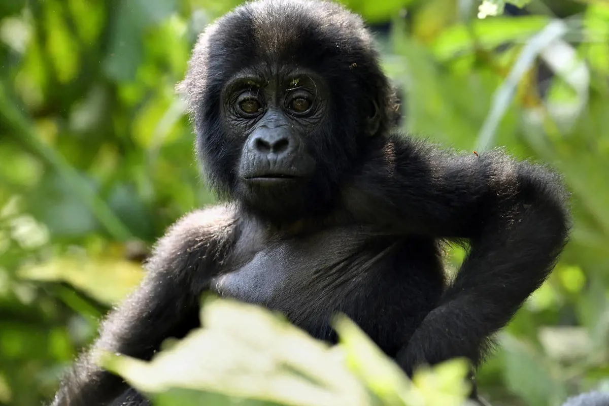 Kiugróan sok gorilla született egy ugandai nemzeti parkban