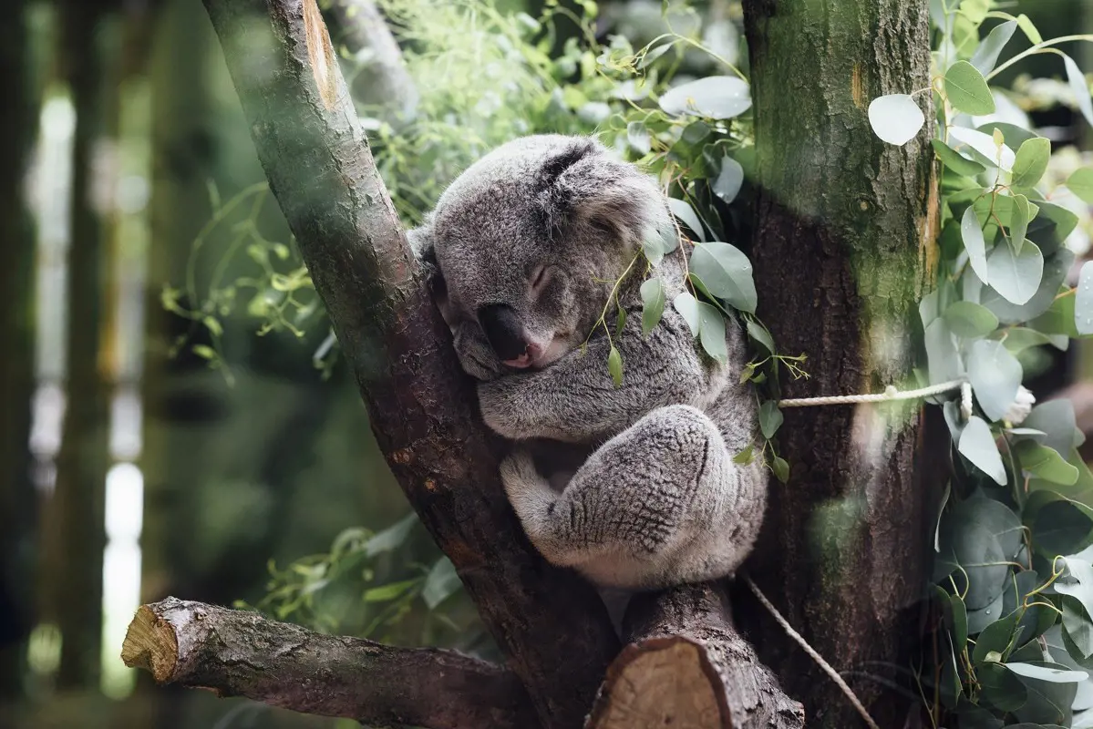Koalák százait mészárolhatták le Ausztráliában egy fakitermelésen