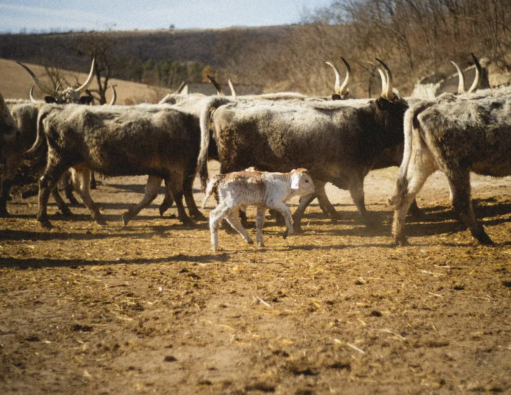 Gümőkórt mutattak ki egy szarvasmarha-állományban Csongrád-Csanád megyében