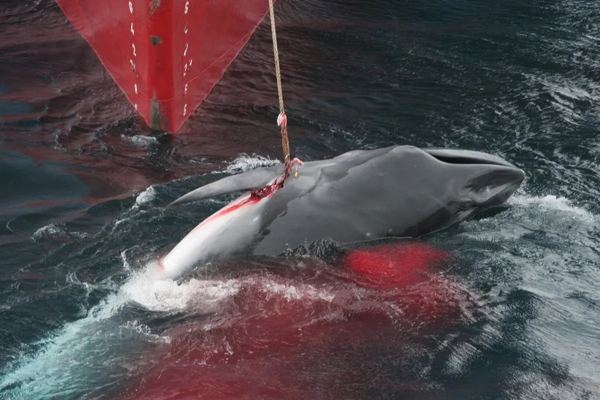 Újból elkezdődött a bálnavadászat Japánban