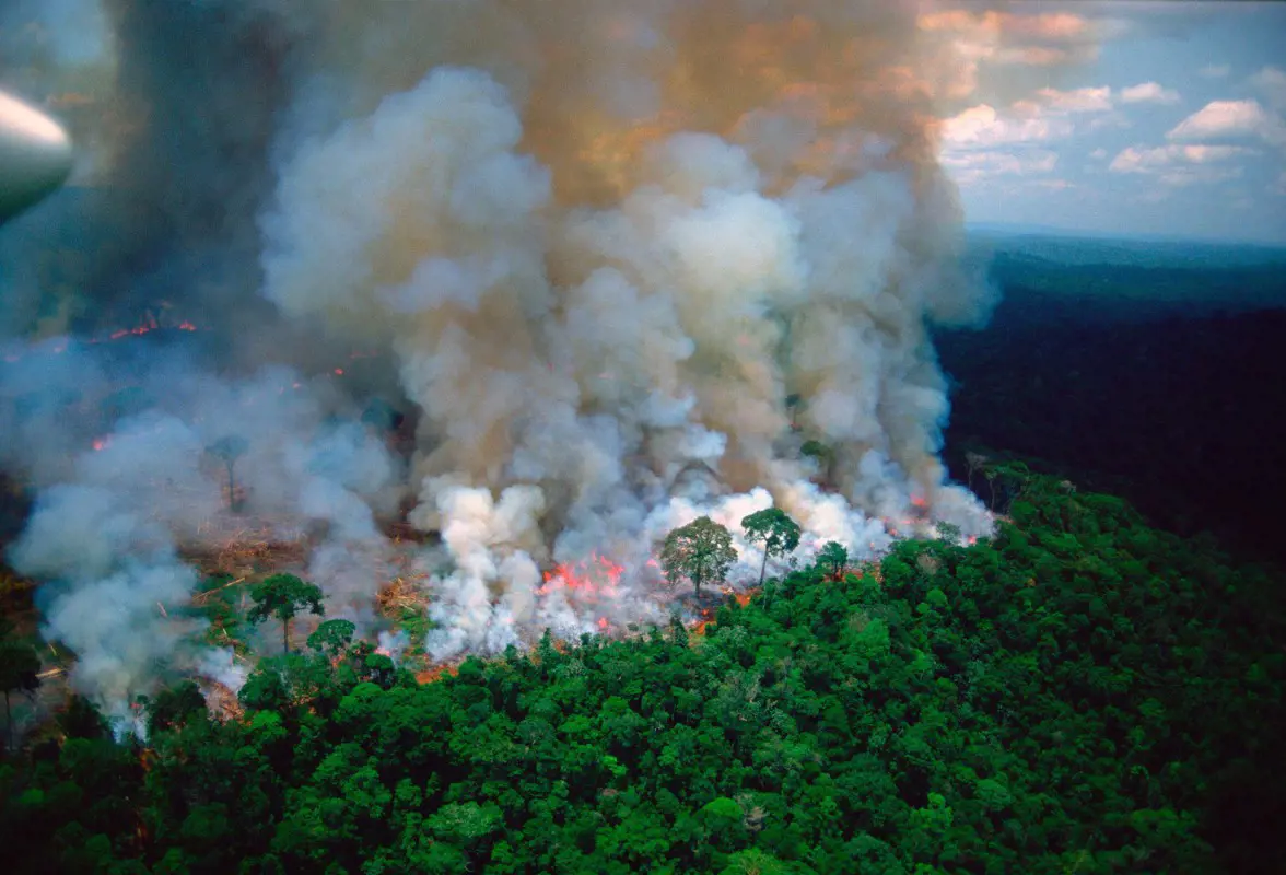 Több mint négymillió hektárnyi őserdő pusztult el tavaly