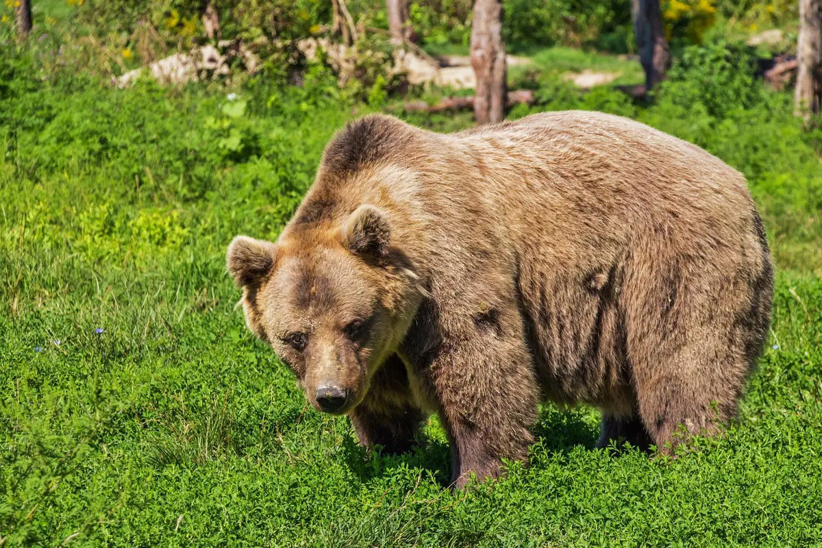 Medvét észleltek a Pest megyei Acsa határában