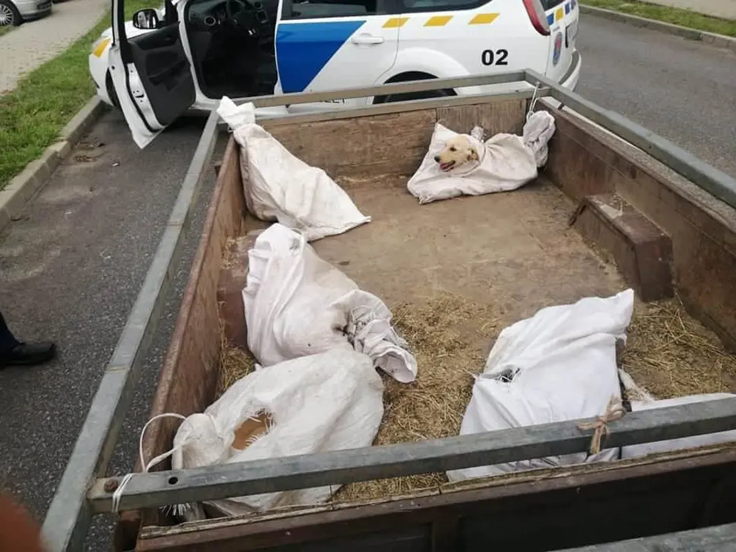 Bezsákozott, élő kutyákat és egy kecskét találtak egy pláza parkolójában egy utánfutón