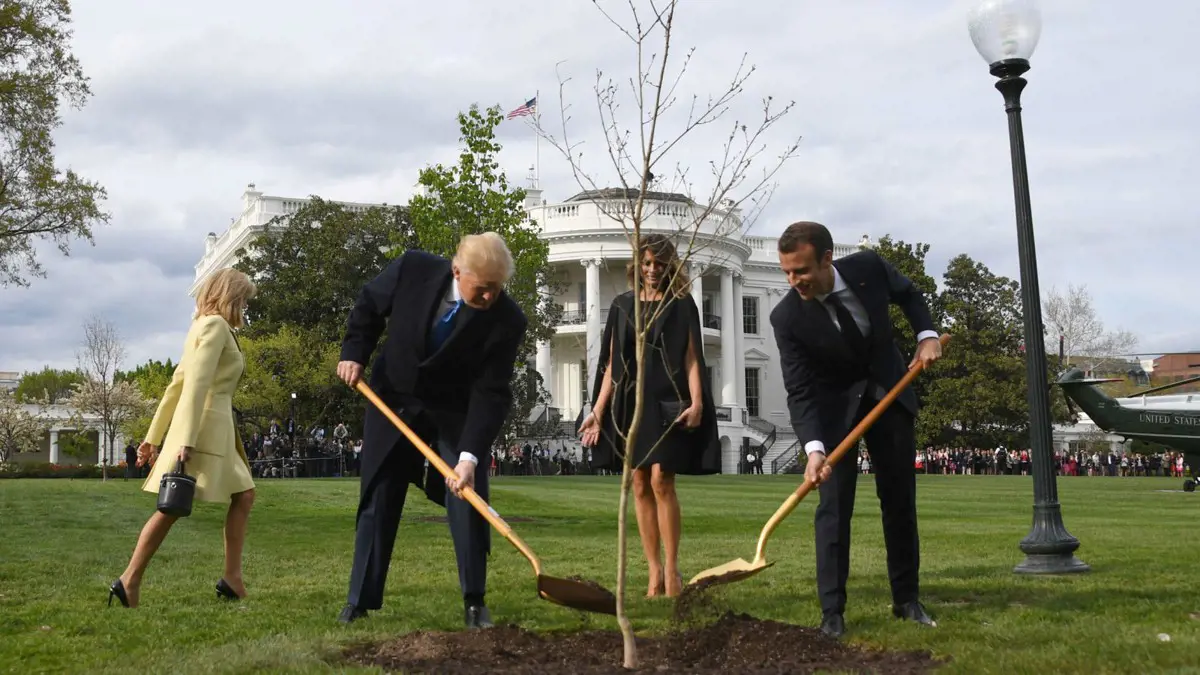 Elpusztult a Macron és Trump barátságát szimbolizáló fa