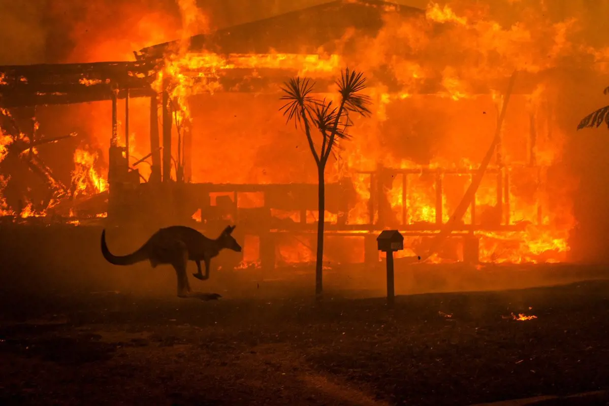 Egymilliárd állat pusztulhatott el a Magyarország méretű ausztrál tüzekben