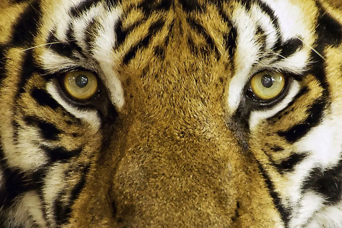 Megölték a tigrisek a cirkuszi idomárt