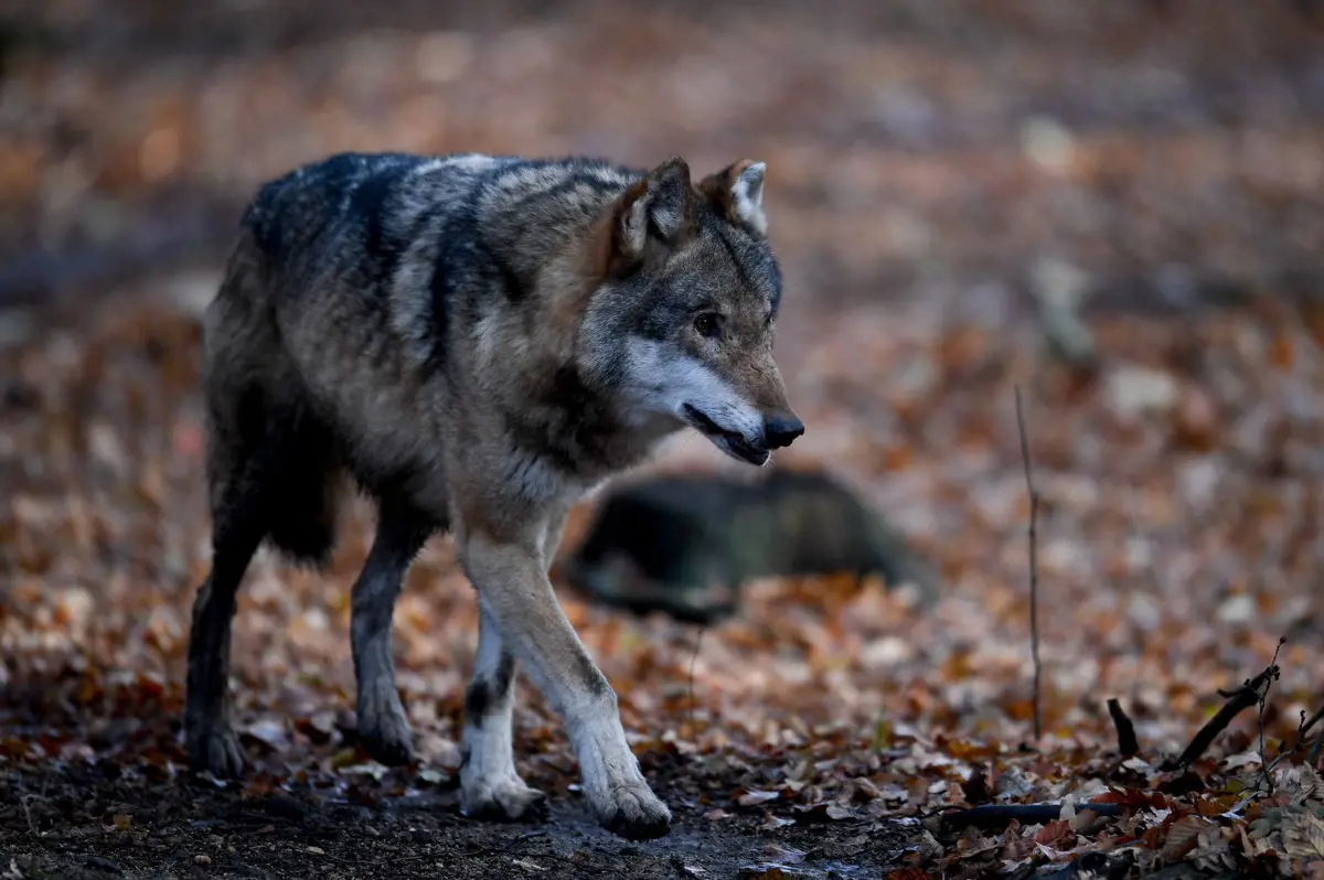 Jogállam: a farkasirtás után több száz hiúzt lőnének ki Svédországban