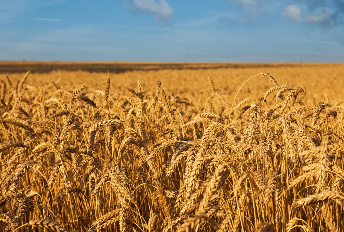 Közel 30 millió tonnával marad el Ukrajna idei gabonatermése a tavalyitól, kevesebb jut exportra