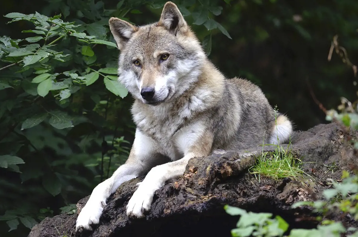 A Bükkben felbukkant egy farkaskölyök - videó
