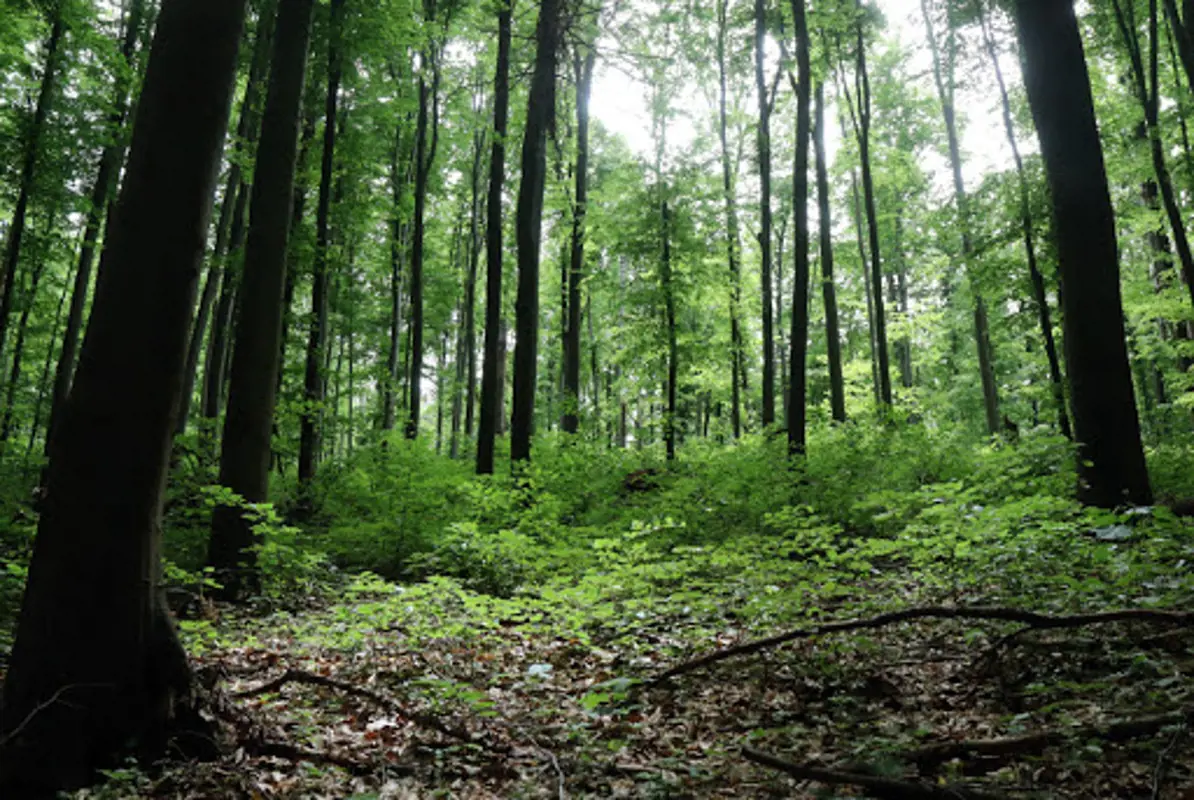 Alaptörvény-ellenes az erdőtörvény módosítása