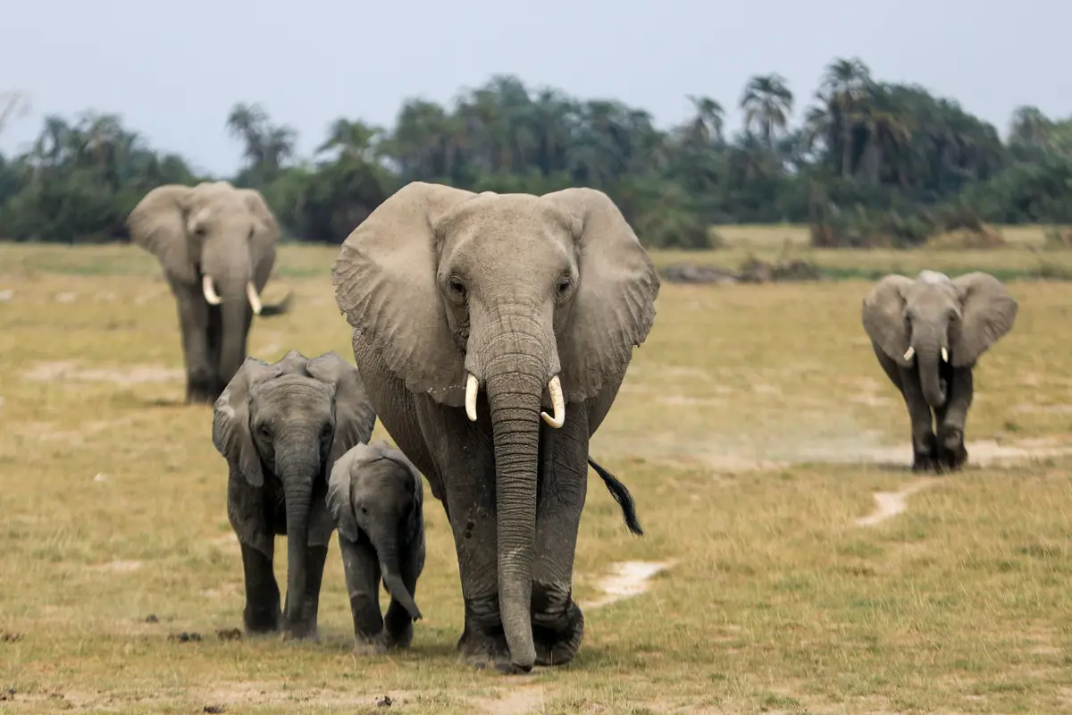 Több mint egy tucat elefánt pusztult el Indiában, miután villám csapott egy erdőbe
