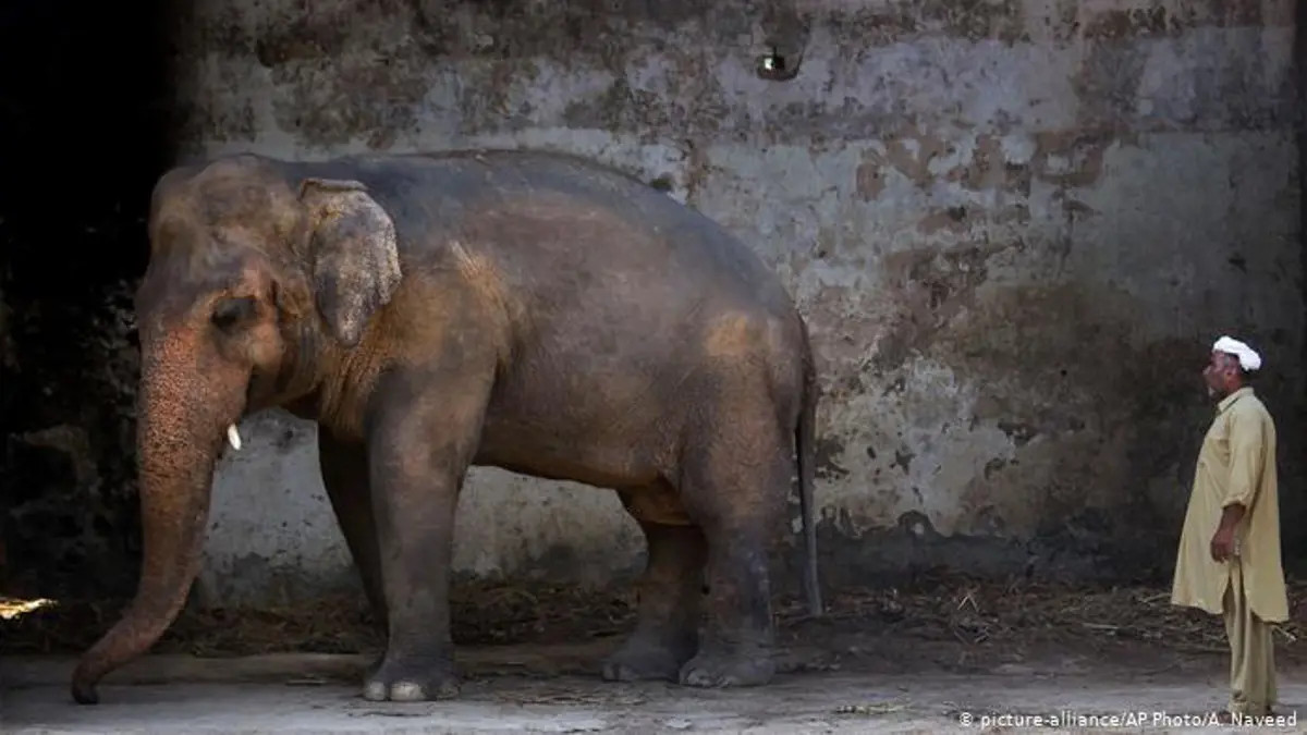 A világ legmagányosabb elefántja Kambodzsába költözik