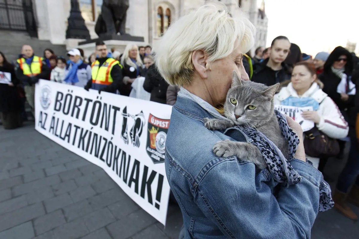 A kormány 141 millió forintot ad 67 állatvédő civil szervezet munkájára