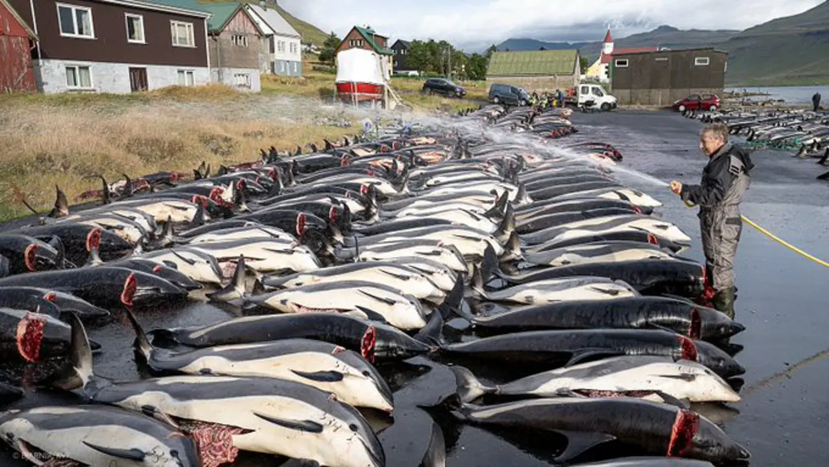 Videó: Egy nap alatt több mint 1400 delfint pusztítottak el a Feröer-szigeteken