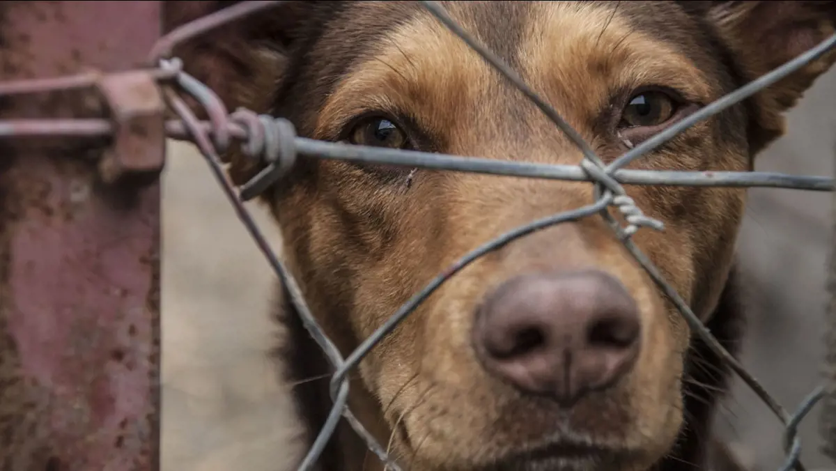 Állatkínzás - Elhullott állatokkal etette saját háziállatait egy férfi