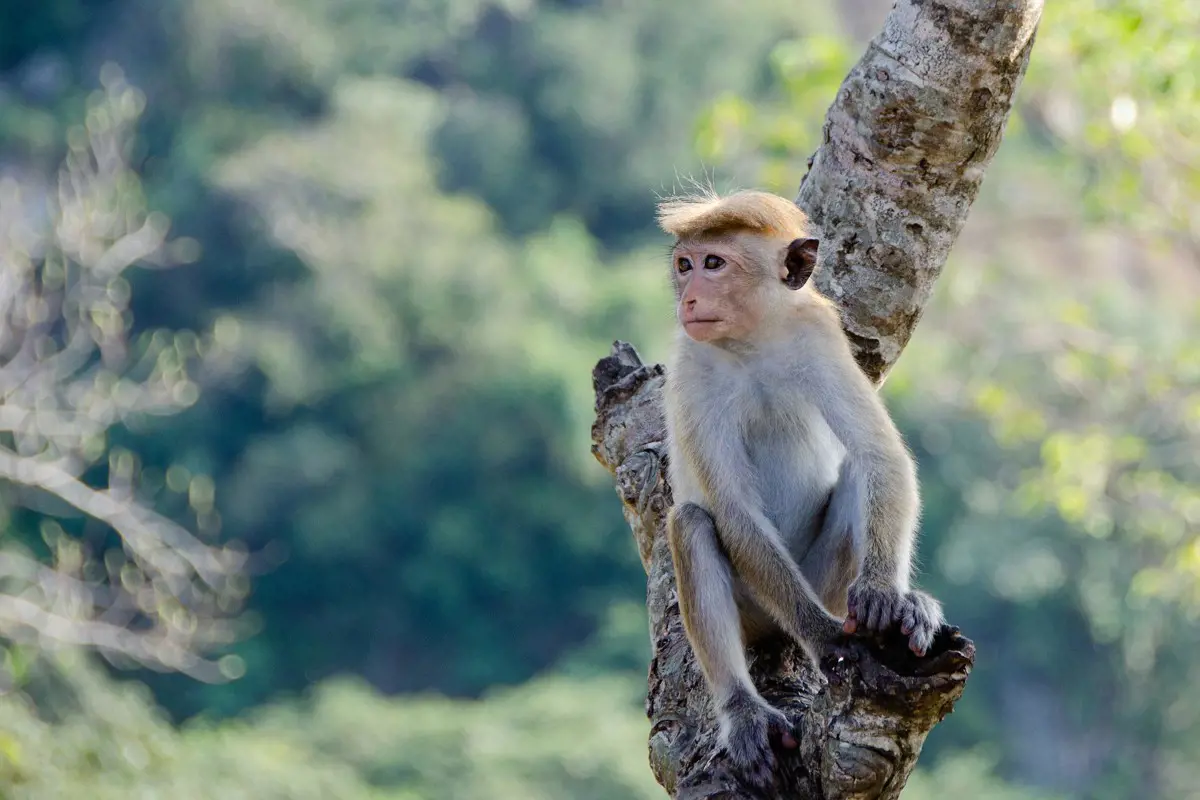 A majomhimlő már a szomszédban van: Bécsben is felüthette fejét a betegség