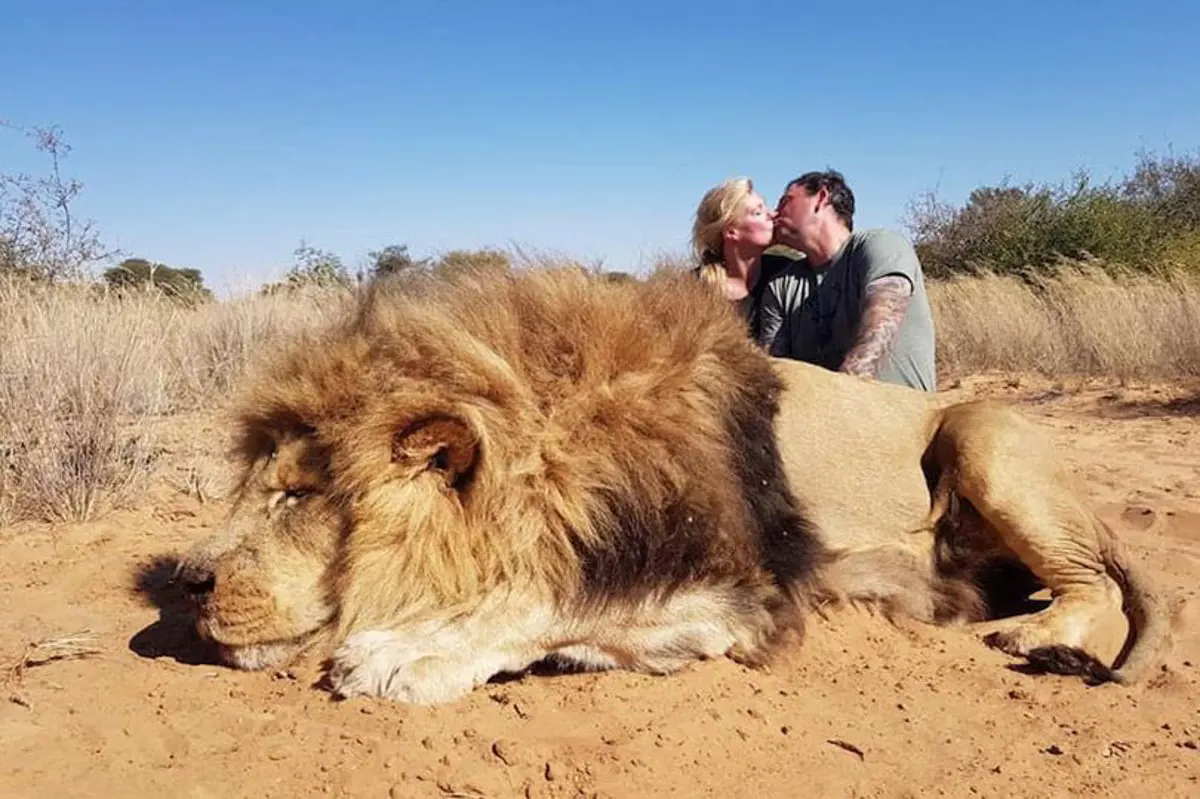 Nem az oroszlán a király: a teteme fölött csókolóztak a "vadászok"
