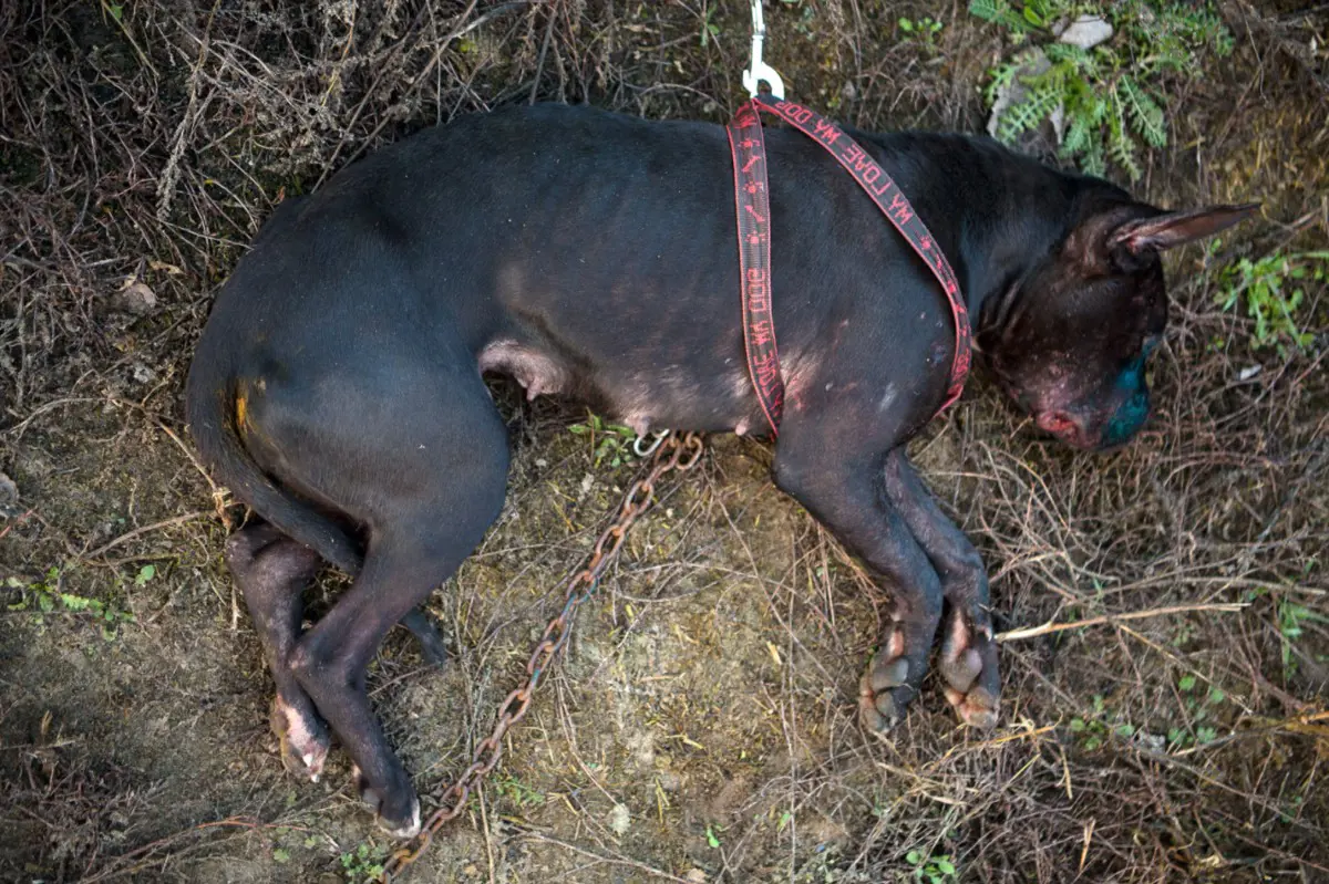 Állatok: 50 kutyát mentettek ki a nagykőrösi kutyaviadal-szervezőktől