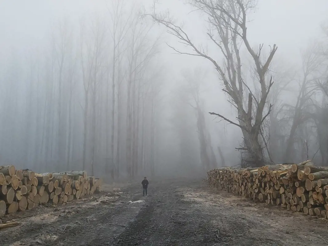 A WWF szerint védett területen, tarvágással irtottak ki egy erdőt a Tiszánál