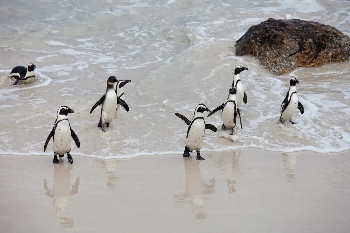 Kézben nevelt fiókák szabadon engedésével mentenék meg a pápaszemes pingvinek populációját Dél-Afrikában