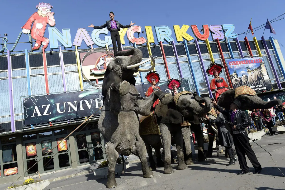 Egymillió eurót kapnak a cirkuszok - egy külföldi társulaton is segít a magyar állam