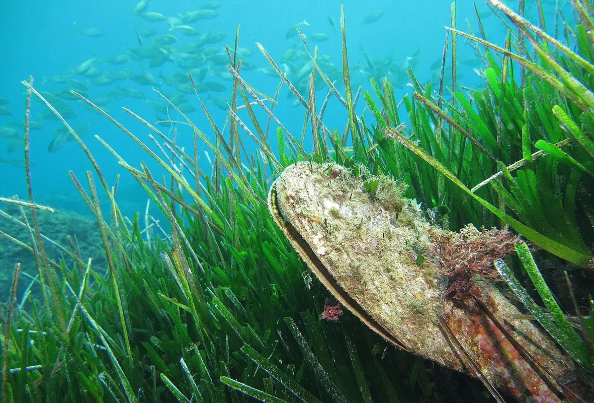 A sonkakagyló kihalása miatt aggódnak a horvát tengerbiológusok