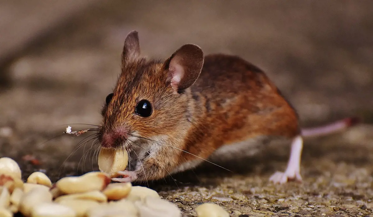 Először sikerült egereket klónozni fagyasztva szárított bőrsejtekből