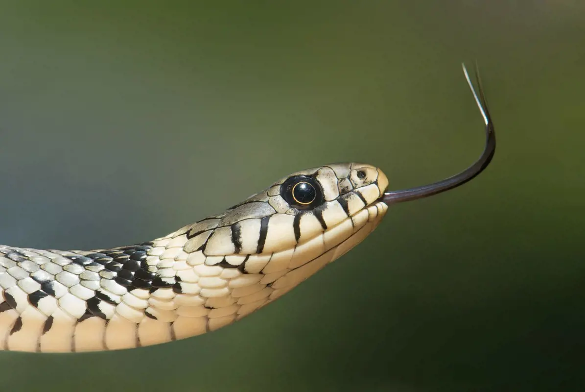 Kígyóméreg segítheti a koronavírus elleni harcot