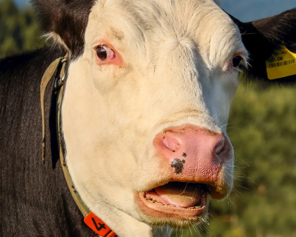 Tudomány: genetikai módosítással finghatnak barátságosabbat a légkörgyilkos tehenek
