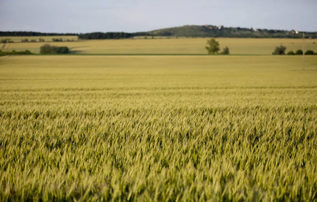 Az ellenzék azt ígéri, a maximális támogatással egészíti ki az uniós agrárgyorssegélyt