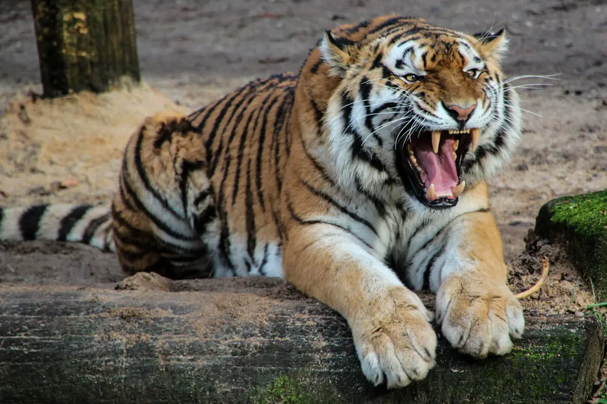 Egy látogató szeme láttára ölte meg a tigris a gondozót az állatkertben