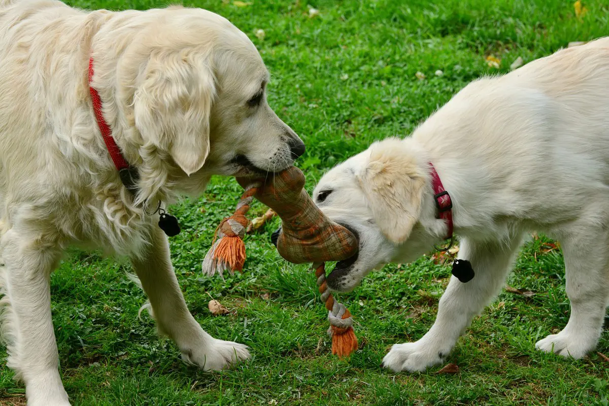 Játékok, amelyek megnyugtatják a kutyákat (x)