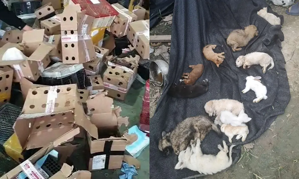 Több ezer halott kutyát, macskát és kisállatot találtak dobozokban a kínai Hunan tartományban