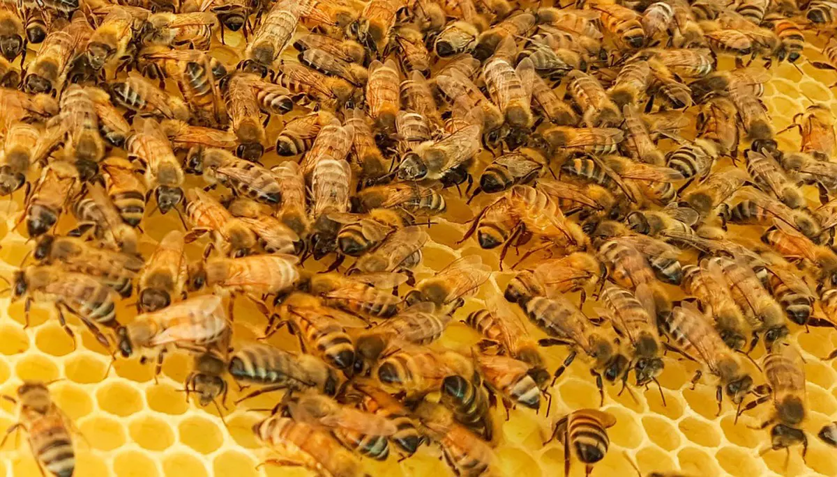 Elkészült a világ 20 ezer méhfajának globális térképe