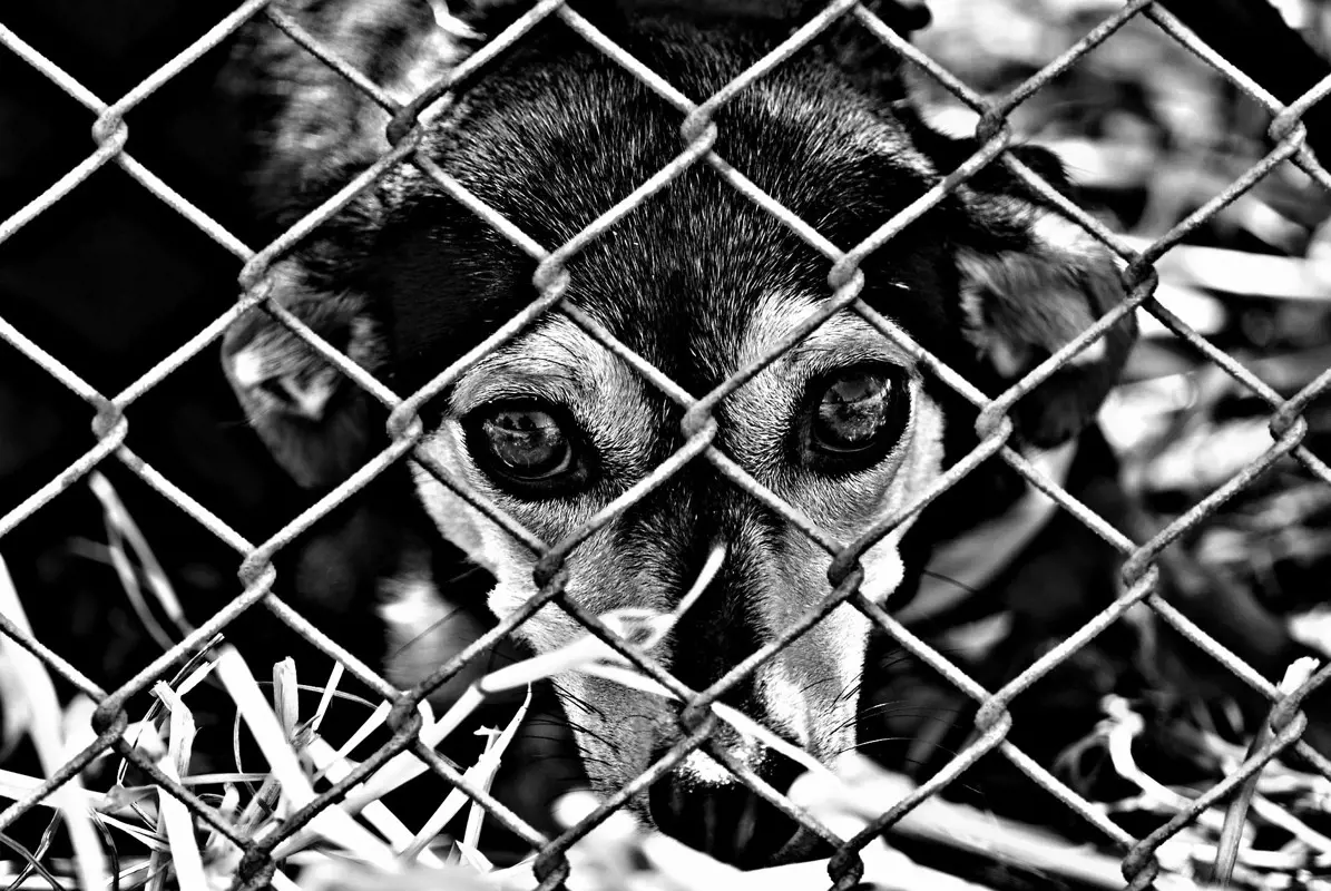 Nincs hova hátrálni, a Kúria elé kerül az állatvédelmi népszavazás