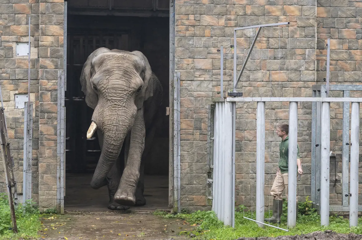 Jack, Európa legnagyobb afrikai elefántbikája újra a Nyíregyházi Állatparkban