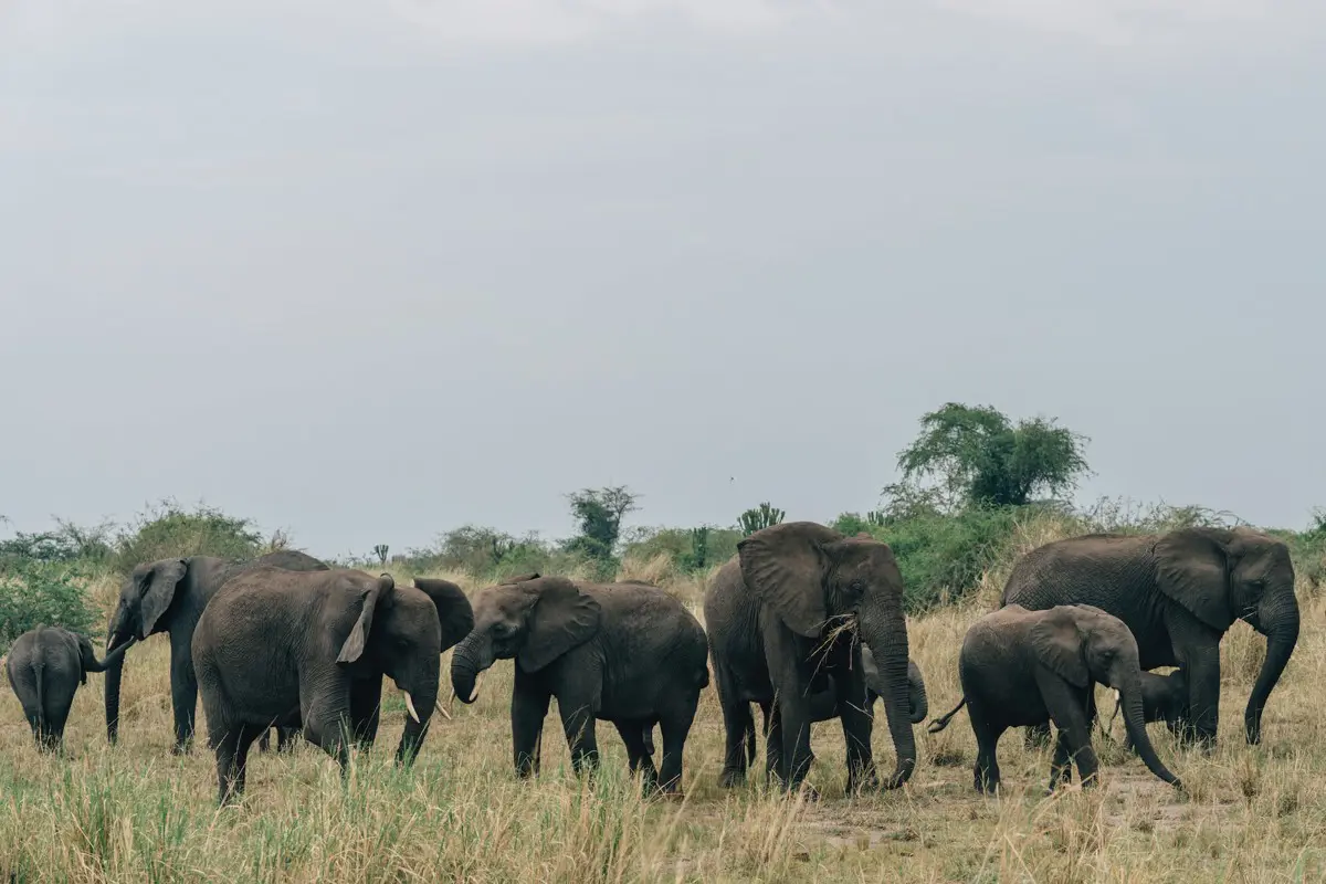 Két embert tapostak agyon elszabadult elefántok Ugandában