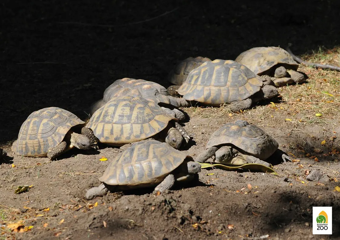 Egy kockakővel verték halálra a Fővárosi Állatkert teknősét