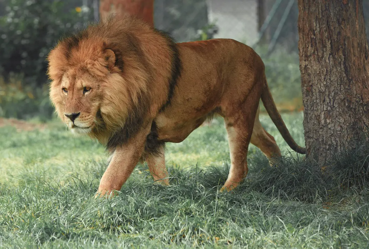 Állatparkból szökött meg egy oroszlán, végül lelőtték