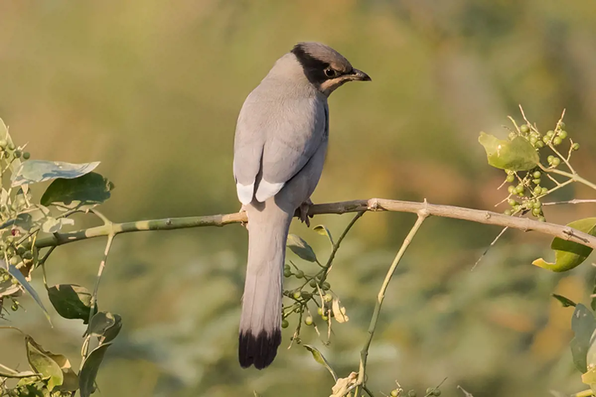 Nyugat-Indiában olyan hőhullám tombol, hogy tucatjával esnek le az égből a dehidratált madarak