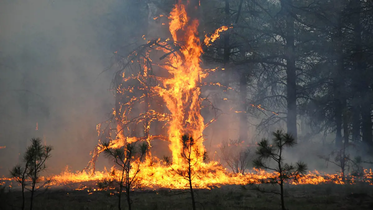 Egy évszázadra lesz szükség a leégett szibériai erdők regenerálódásához