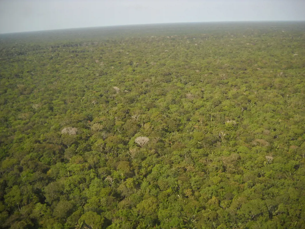 Rekordnövekedéssel irtják a brazilok az Amazonas-medence erdőit
