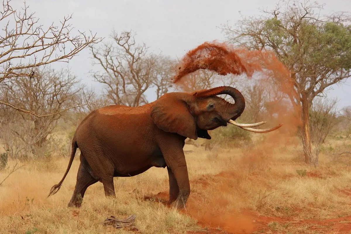 Kihalófélben vannak az elefántok Elefántcsontparton
