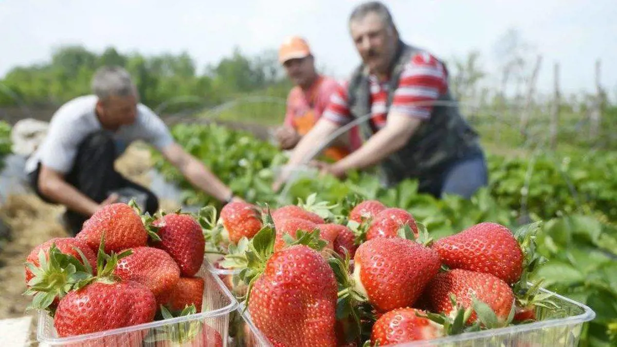Agrárminiszter: a vendégmunkások már itt vannak, jöhetnek a magyar munkanélküliek is a földekre