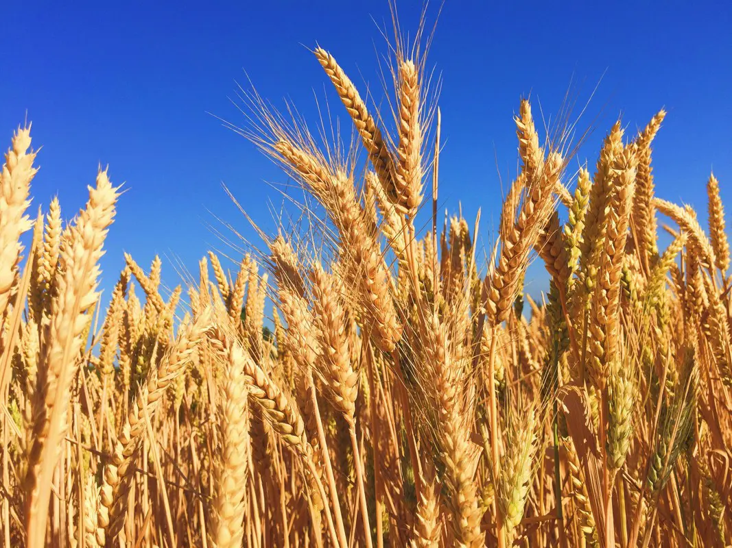 Szintlépés: az EU rábólintott a géntechnológiával módosított kukorica importjára