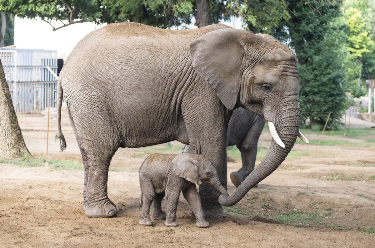 Afrikai kis elefánt született a Nyíregyházi Állatparkban